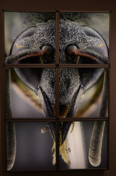 Wasp_exhibition__DSC3509